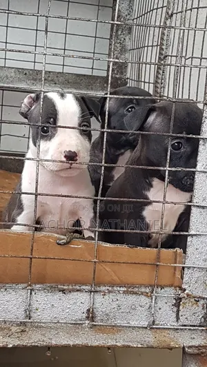 Photo - 1-3 months Female Purebred American Pit Bull Terrier