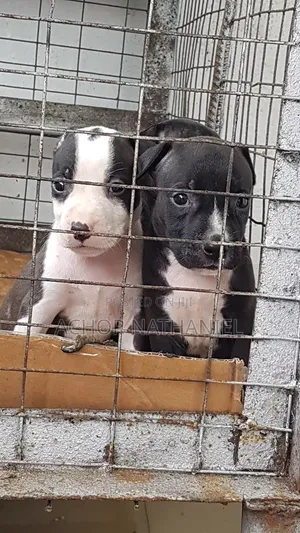 1-3 months Female Purebred American Pit Bull Terrier