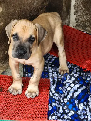 1-3 months Male Purebred Boerboel