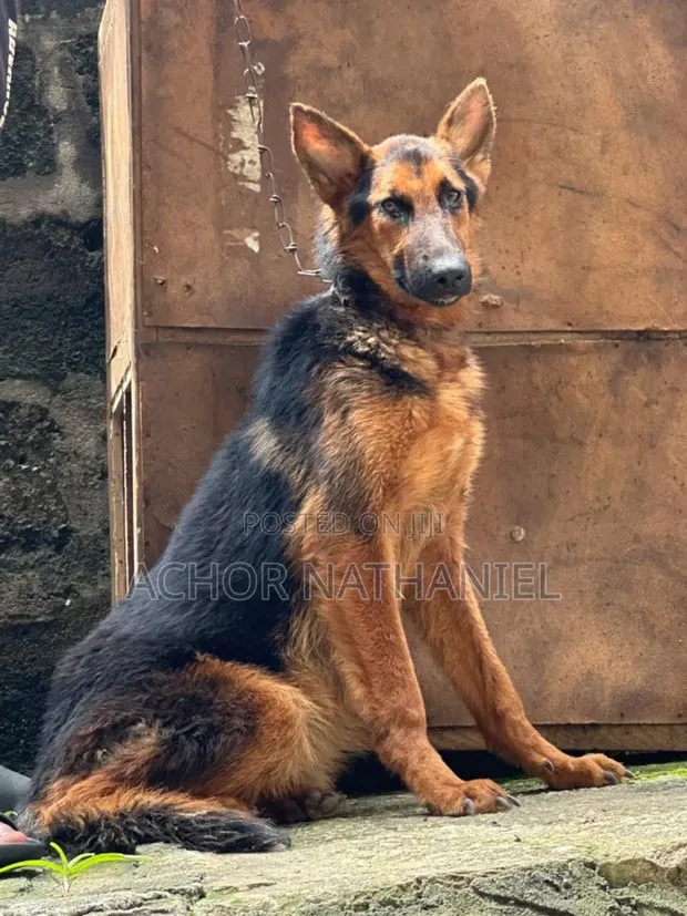 6-12 months Male Purebred German Shepherd in Port-Harcourt Dogs