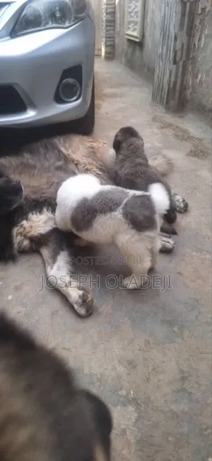 1-3 months Male Purebred Caucasian Shepherd