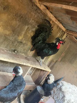 Foreign Chickens, and Exotic Animals