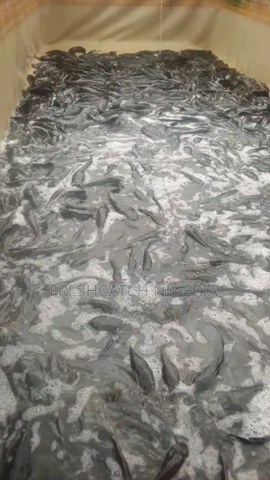 Fast Growing Catfish Juvenile Available 4sale Large Quantitt