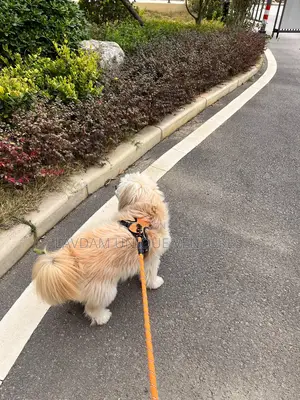 Adjustable Dog Harness With Leash – For Medium Large Dogs