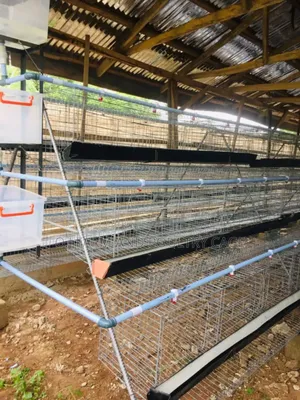 Poultry Equipment
