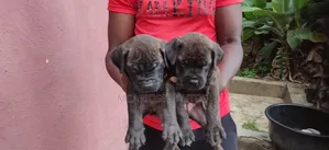 1-3 months Female Purebred Boerboel