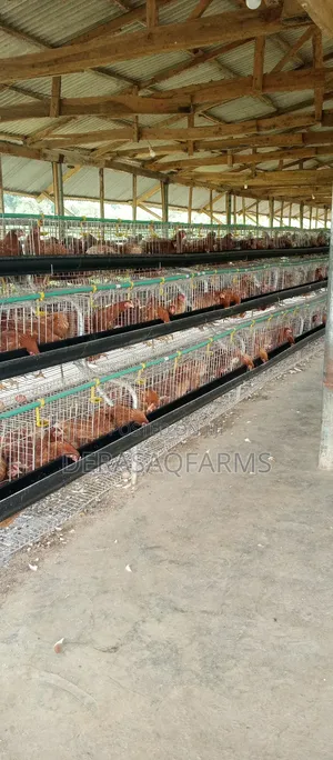 96birds Layers Cage With Full Accessories in Large Capacity