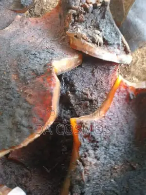 Ijebu Pomo From Cosmos