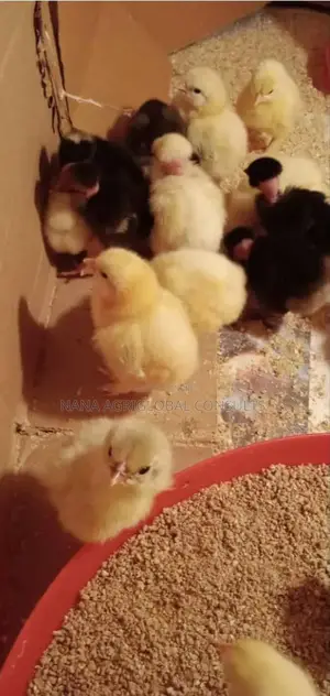 Naked Neck Chicken Chick
