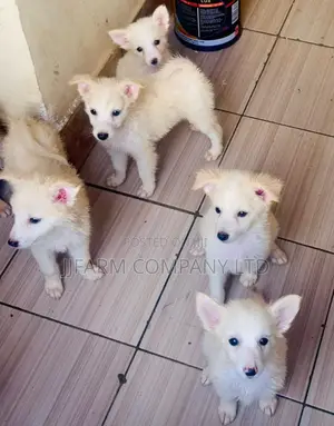1-3 months Female Purebred American Eskimo