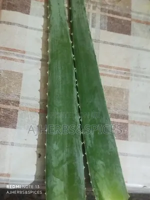 Fresh Organic Aloe Vera Leaves