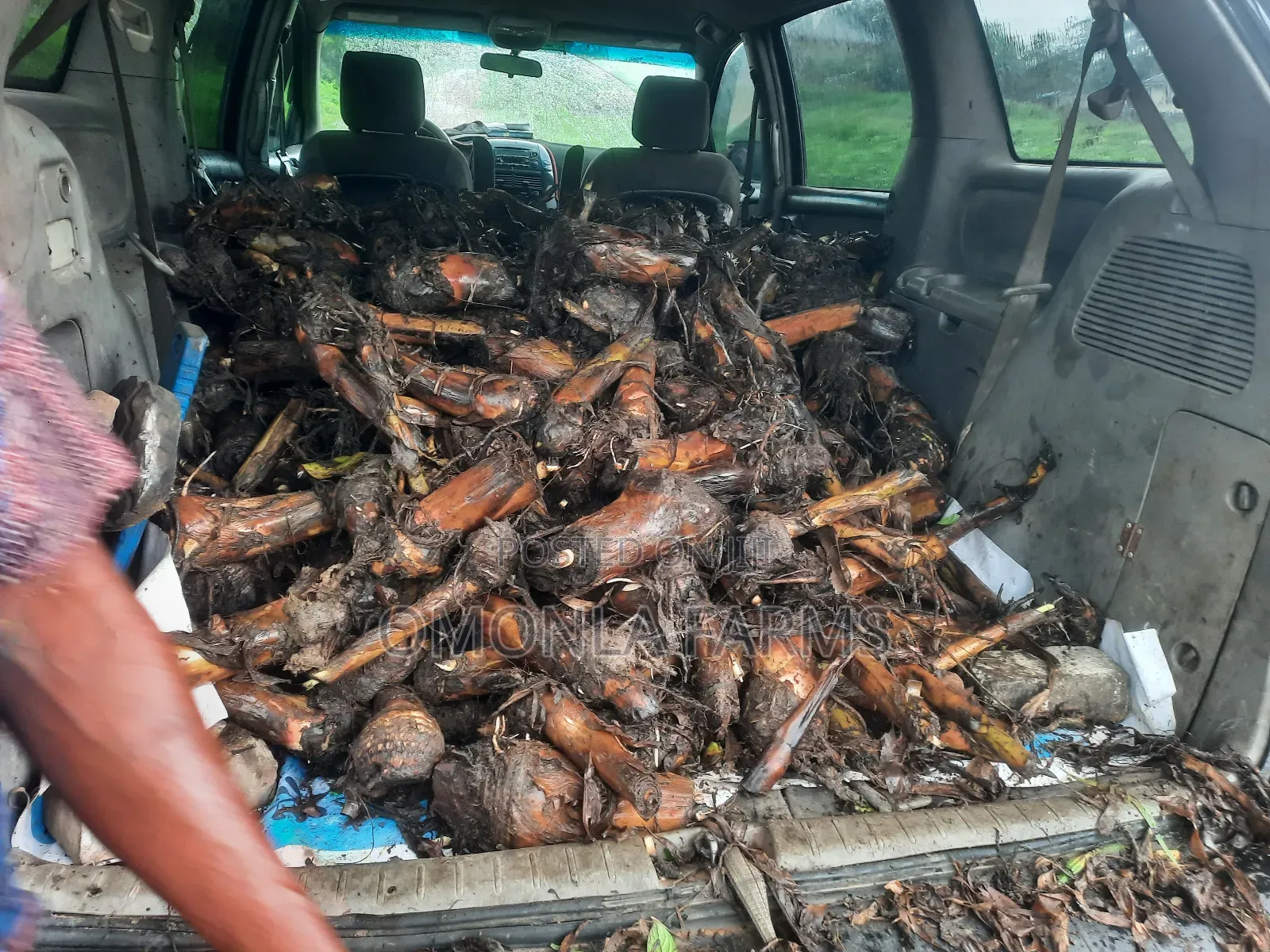 Cameroon Sucker
