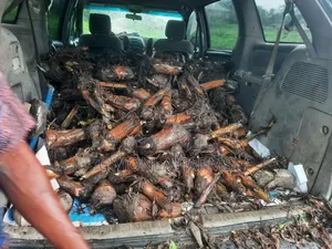 Cameroon Sucker