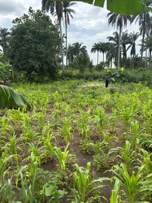 Photo - 770 SQM Land for Sale