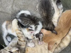 1-3 months Female Purebred American Shorthair