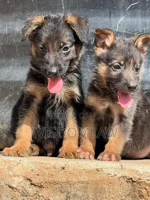 1-3 months Female Purebred German Shepherd