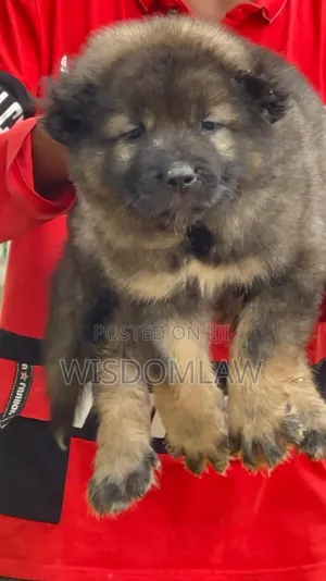 1-3 months Male Purebred Caucasian Shepherd