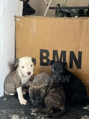 1-3 months Male Purebred American Bully