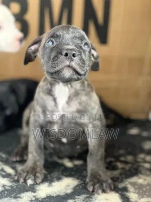 1-3 months Male Purebred American Bully