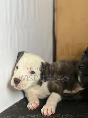 1-3 months Male Purebred American Bully