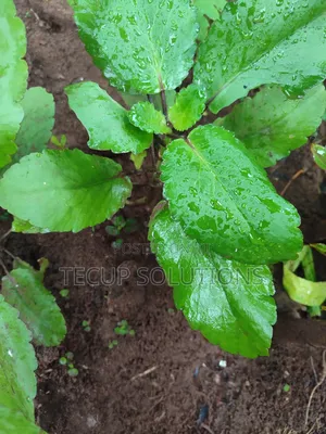 Miracle Plant ( Oda Opue) Bryophyllum Pinnatum
