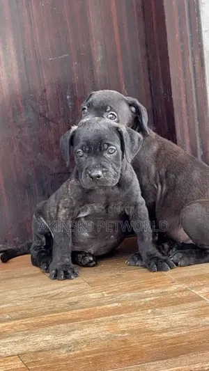 Photo - 1-3 months Female Purebred Cane Corso