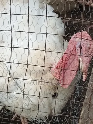Imported and Local Turkey Available in Different Sizes