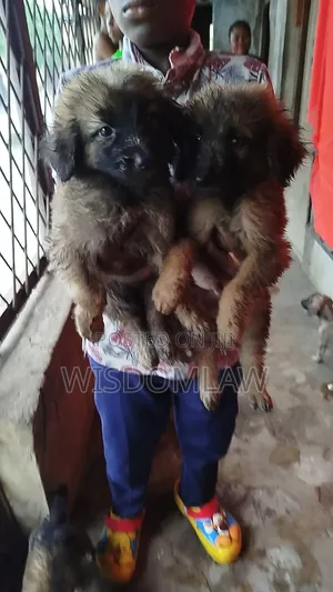 1-3 months Male Purebred German Shepherd