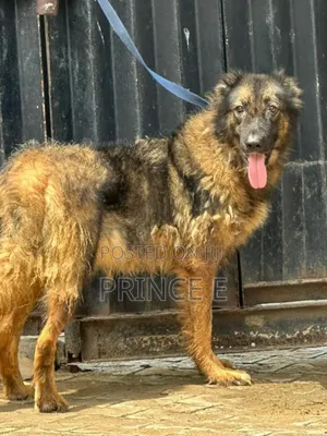 1+ year Female Purebred Caucasian Shepherd