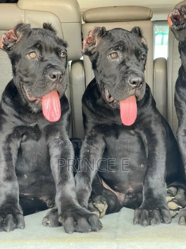 Month Old Cane Corso Puppy Wallpaper Cane Corso Puppy, Months Old