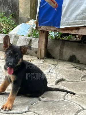1-3 months Female Purebred German Shepherd