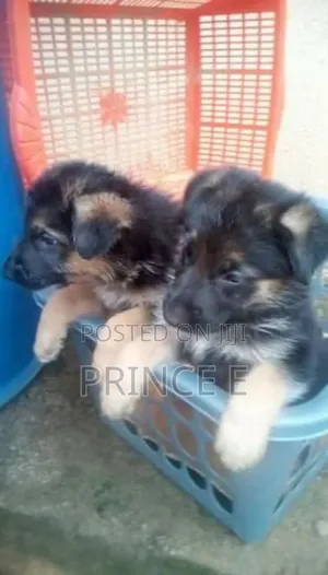 1-3 months Male Purebred German Shepherd