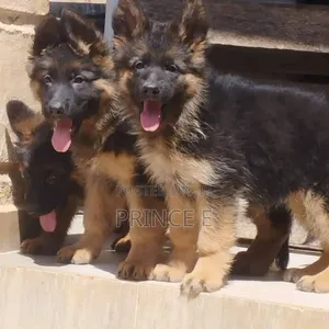 1-3 months Male Purebred German Shepherd