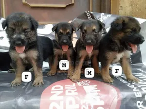 1-3 months Male Purebred German Shepherd