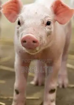Bio-mix Pig Starter/Grower- Customize Premix (Per Kg)
