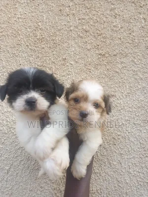 1-3 months Female Purebred Lhasa Apso