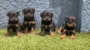 1-3 months Female Purebred Rottweiler