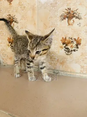 1-3 months Female Mixed Breed American Shorthair