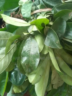 Detox Organic Herb to Recover From Diseases