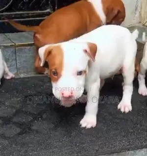 Photo - 1-3 months Female Purebred American Pit Bull Terrier