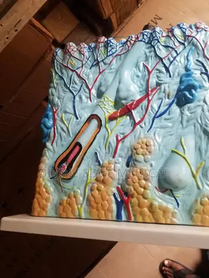 Human Skin Model