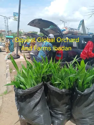 Hybrid Tenera Oil Palm Seedlings