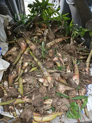 Giant Elephant Plantain Suckers