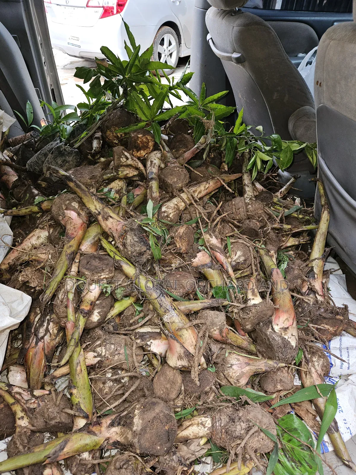 Giant Elephant Plantain Suckers