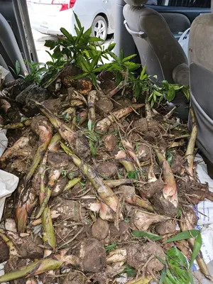 Giant Elephant Plantain Suckers