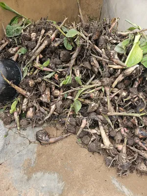 Giant Elephant Plantain Suckers