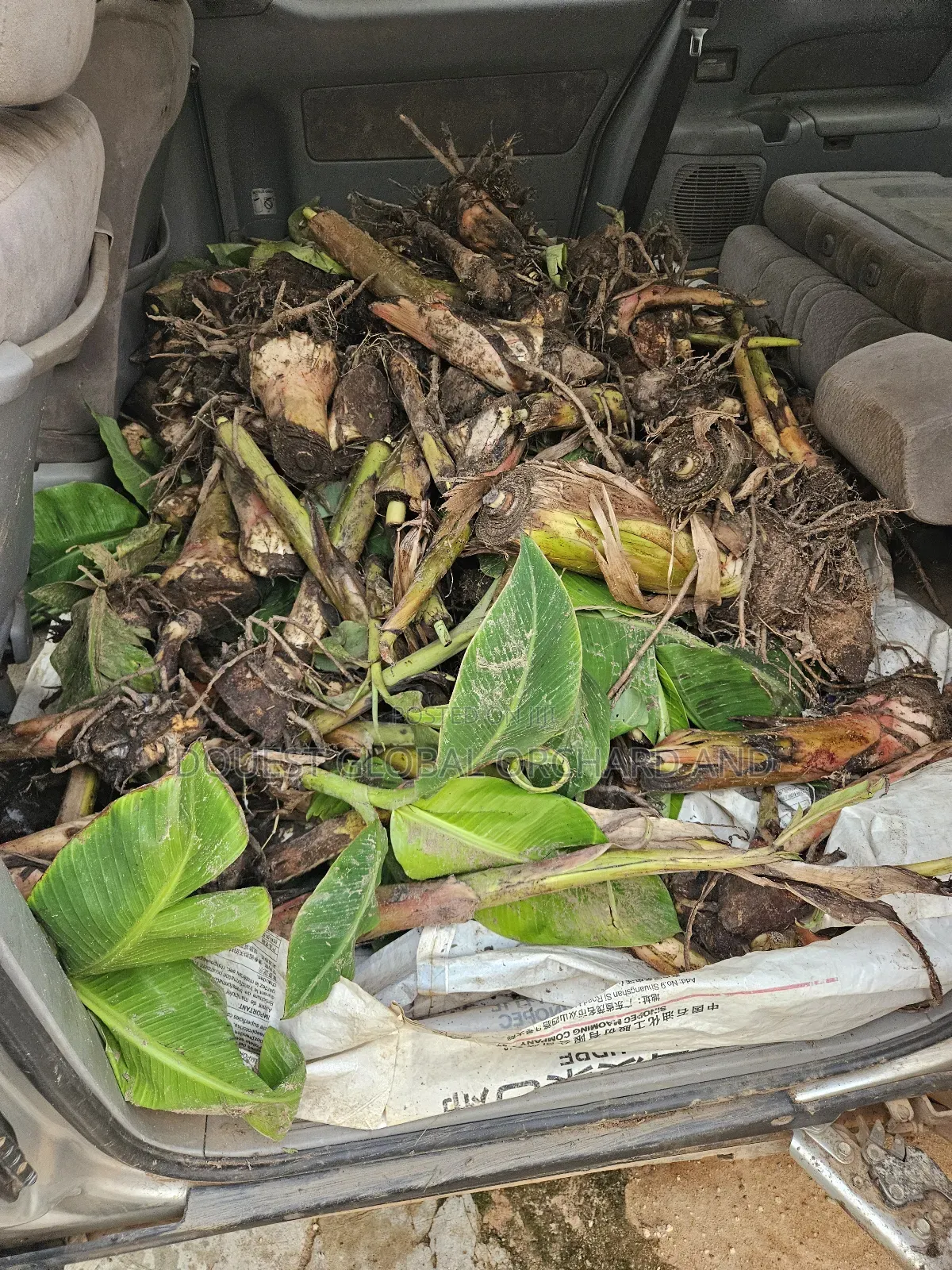 Giant Elephant Plantain Suckers