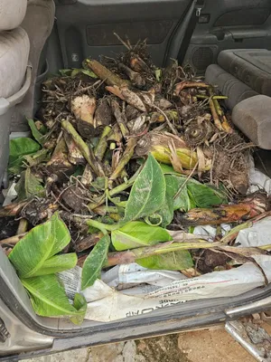 Giant Elephant Plantain Suckers