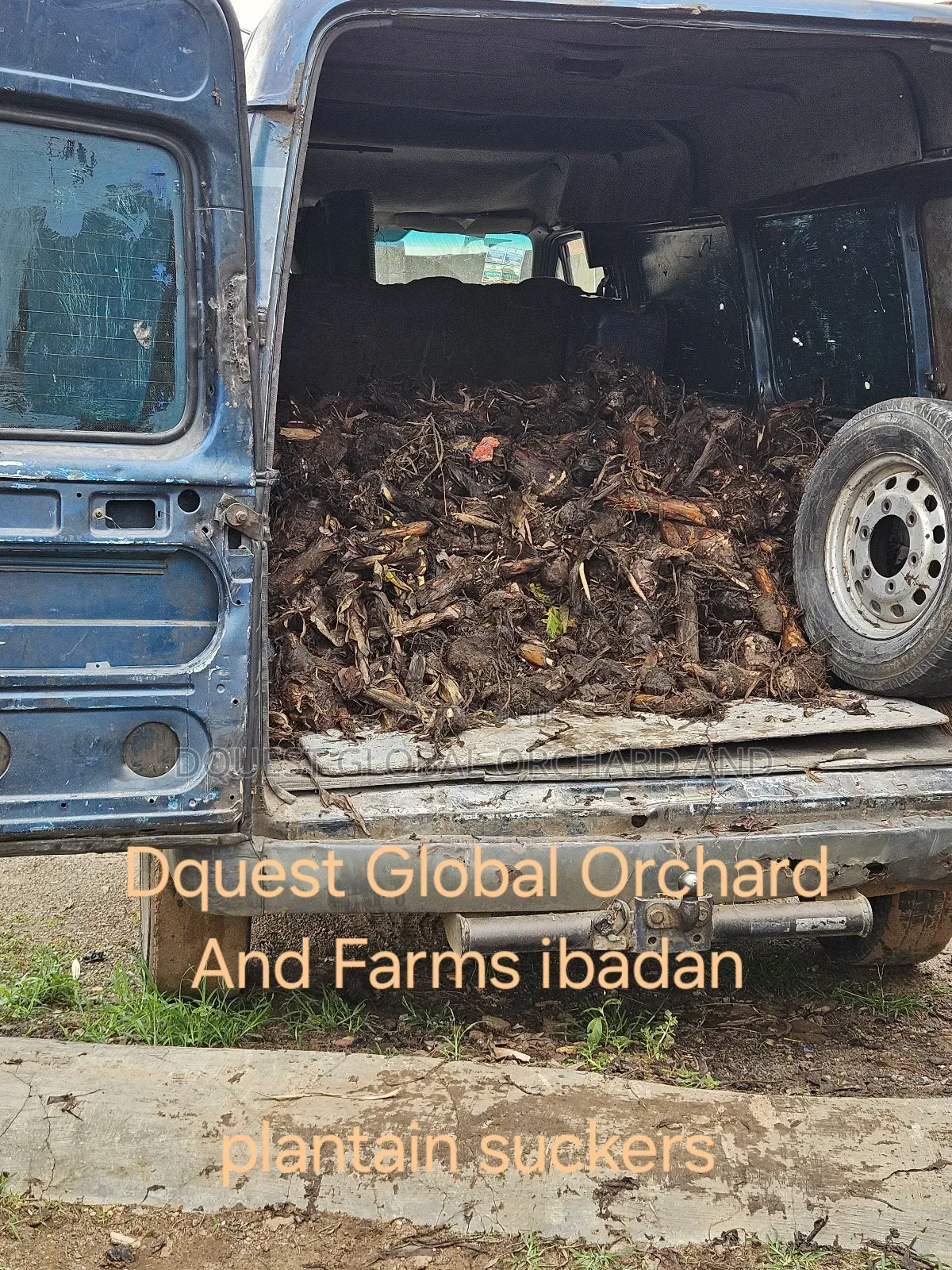 Giant Elephant Plantain Suckers