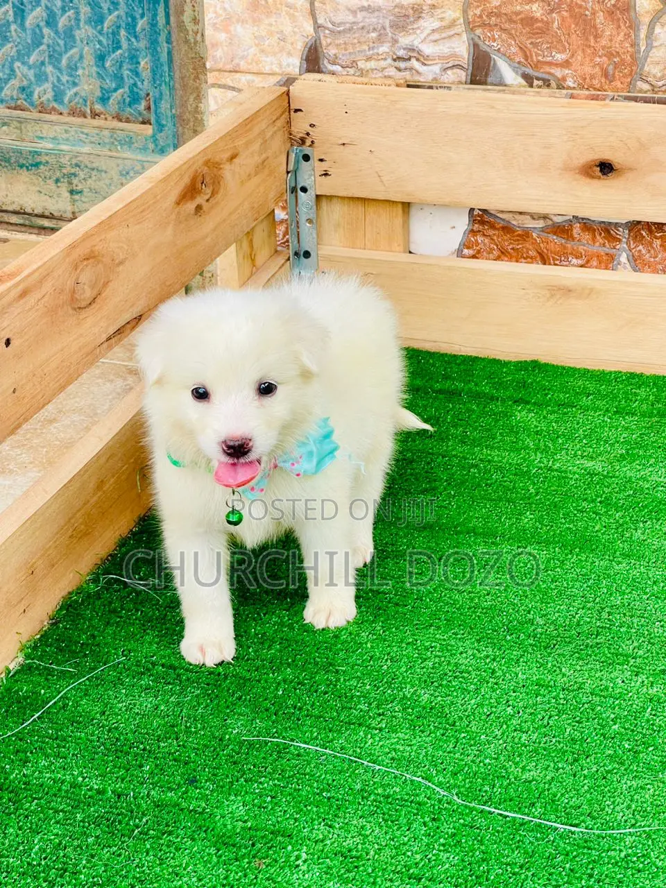 1-3 months Female Purebred American Eskimo